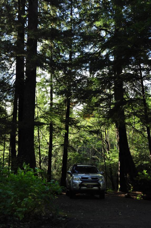 Fiona entre as grandes árvores de mata na região de Ketchikan, no sudeste do Alaska